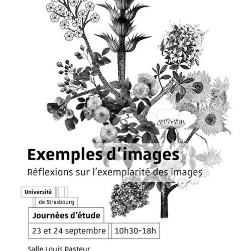 Des plantes noires sur un fond blanc 